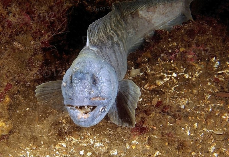 Atlantic Wolffish (Anarhichas lupus)