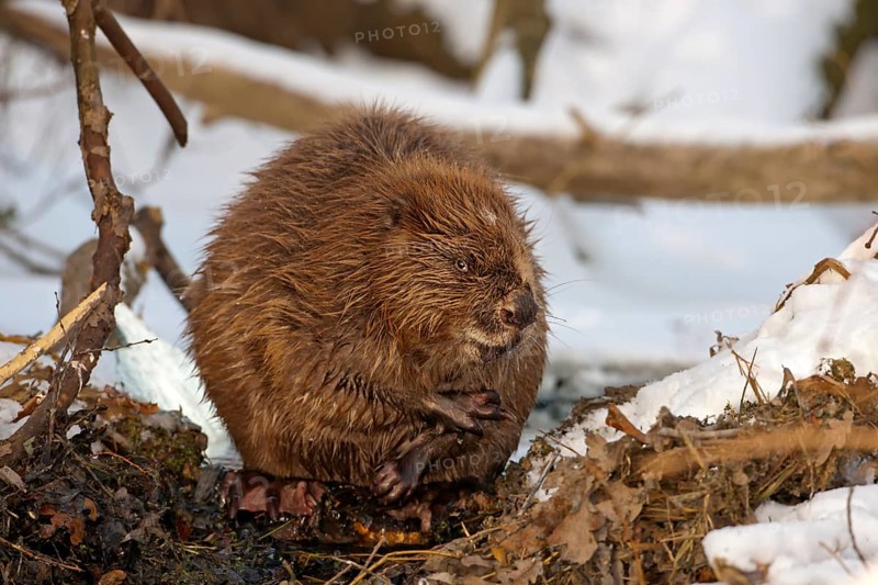 European Beaver (Castor fiber)