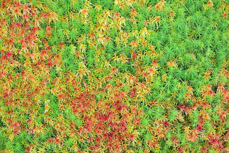Peat moss (Sphagnum sp.) and Common haircap moss (Polytrichum commune)