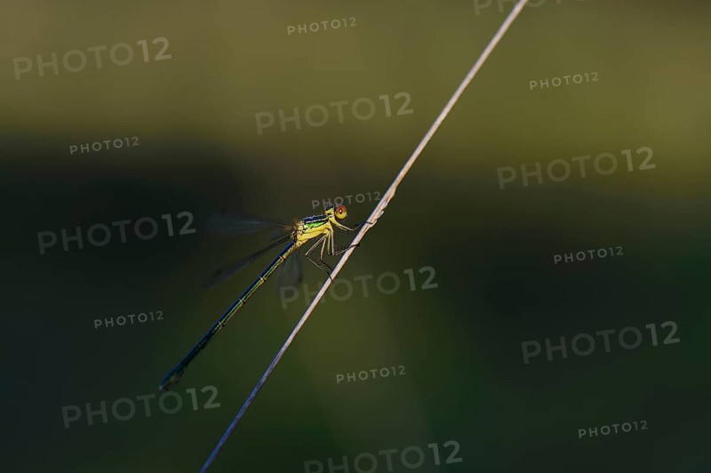 Emerald Damselfly (Lestes sponsa) on a blade of grass