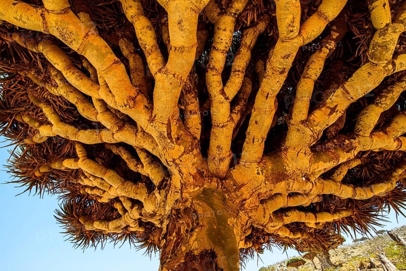 Socotra Dragon Tree or Dragon Blood Tree (Dracaena cinnabari)