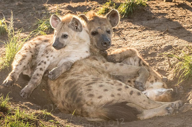 Spotted Hyena (Crocuta crocuta) with cub