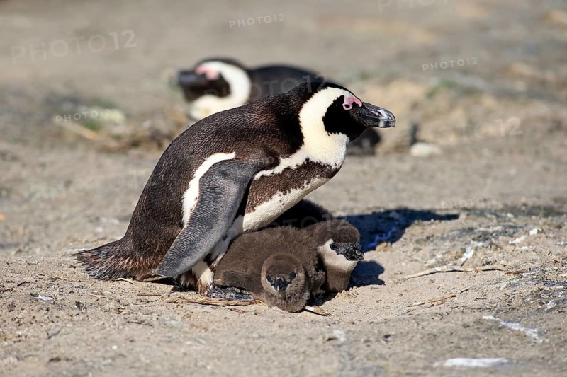 African Penguin (Spheniscus demersus)