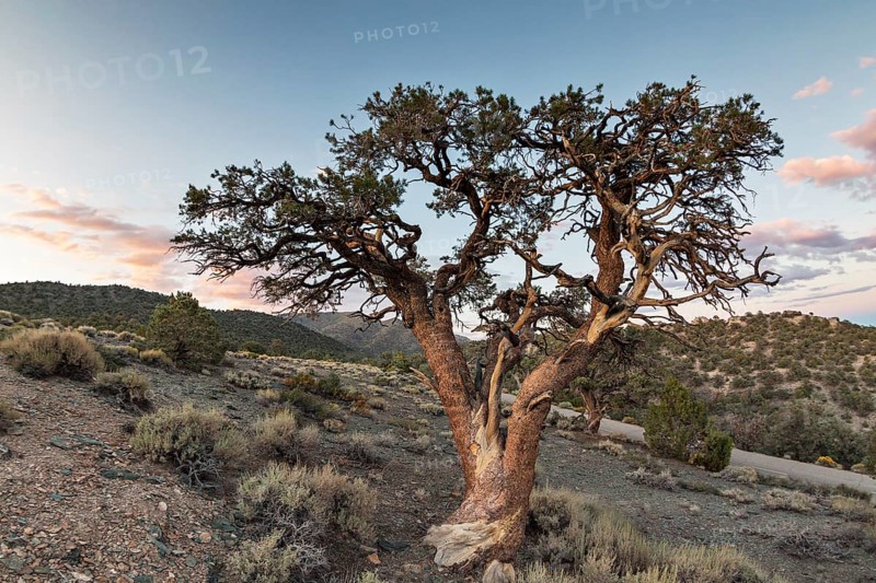 Old Colorado pinyon (Pinus edulis) in heathland in front of evening sky