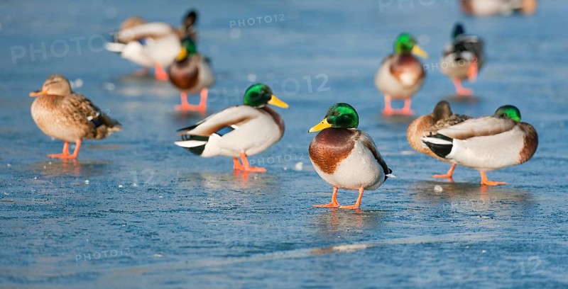 Mallards (Anas platyrhynchos) standing on a frozen pond