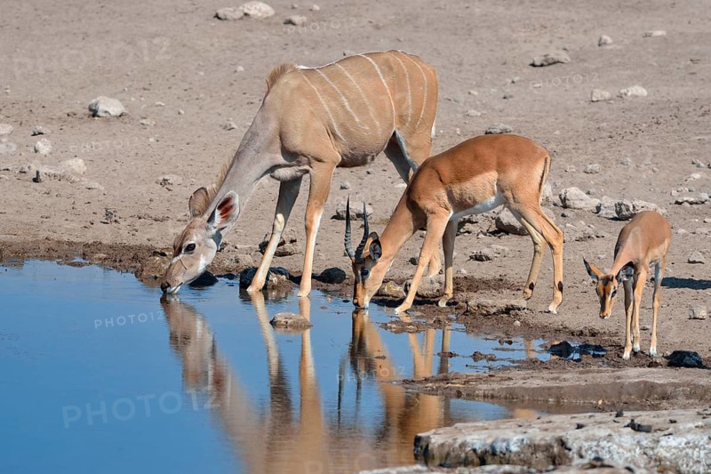 Greater Kudus (Tragelaphus strepsiceros)