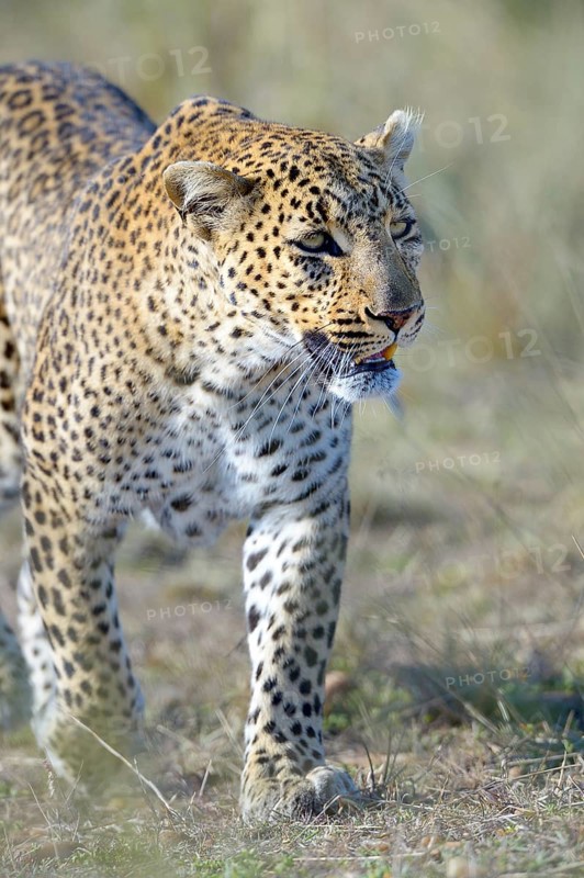Leopard (Panthera pardus)