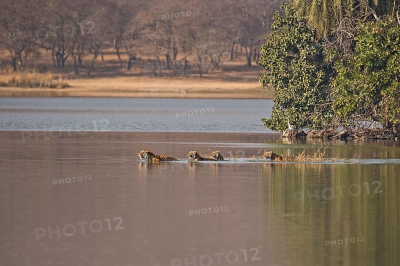 Wild Indian Tigers or Bengal Tigers