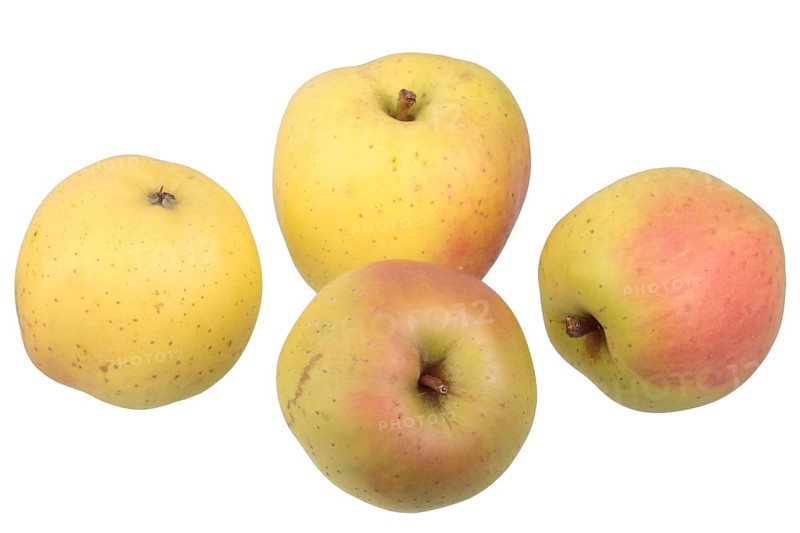 Apple variety Yellow Bellefleur