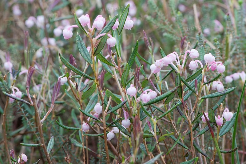 Bog-rosemary (Andromeda polifolia)