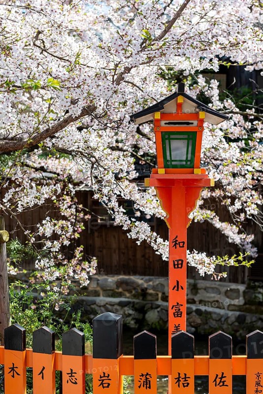 Red lantern under cherry blossoms