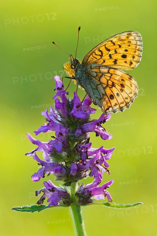 Lesser Marbled Fritillary (Brenthis ino)