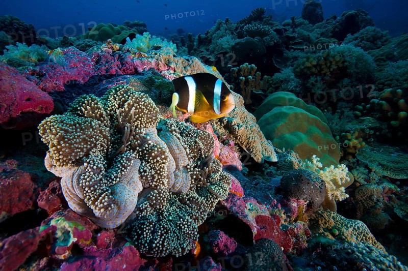 Clark's anemonefish (Amphiprion clarkii)