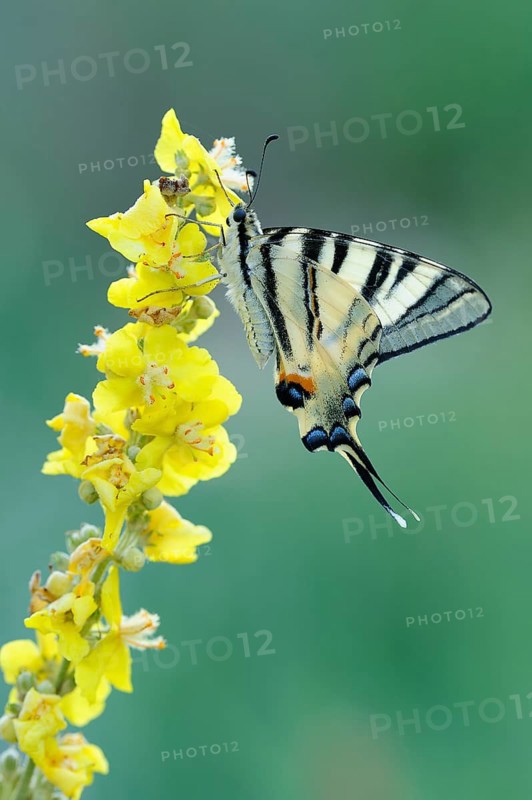 Scarce Swallowtail (Iphiclides podalirius) on mullein