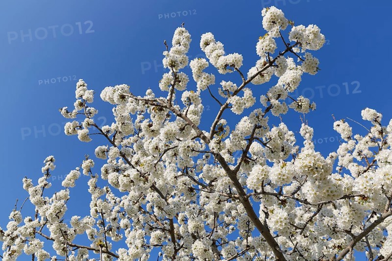 Blossoming cherry tree
