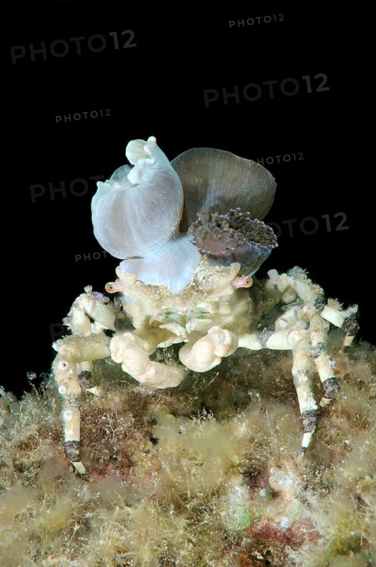 Corallimorph Decorator Crab (Cyclocoeloma tuberculata) with sea anemones on its back