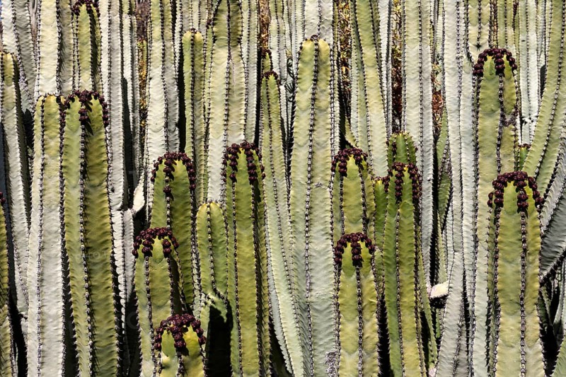Candelabra tree (Euphorbia candelabrum)