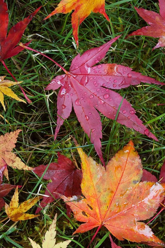 Leaves in autumn