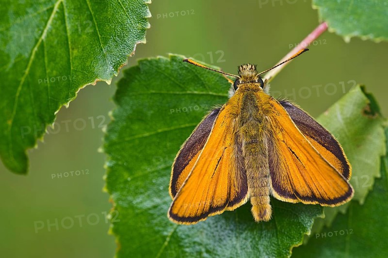 Small Skipper (Thymelicus sylvestris)