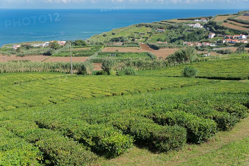 Tea plantation