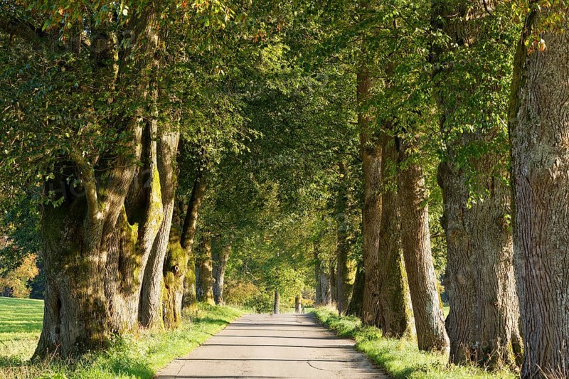 Avenue