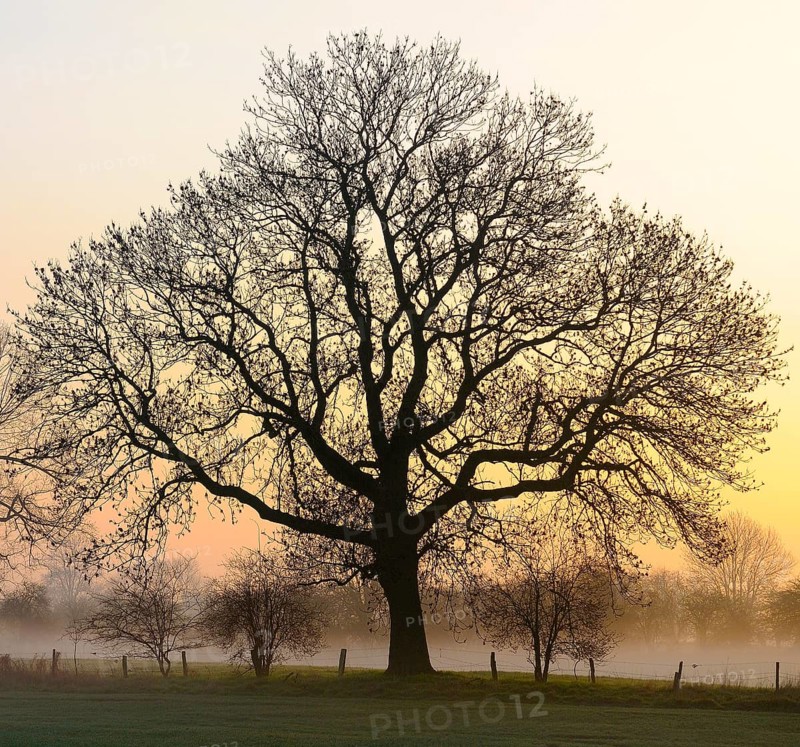 Old English Oak (Quercus robur) at dawn