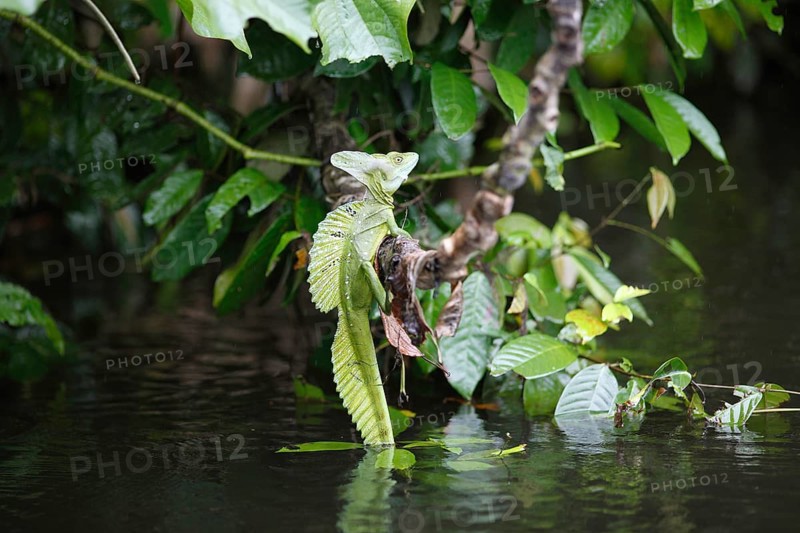Common Basilisk (Basiliscus basiliscus)