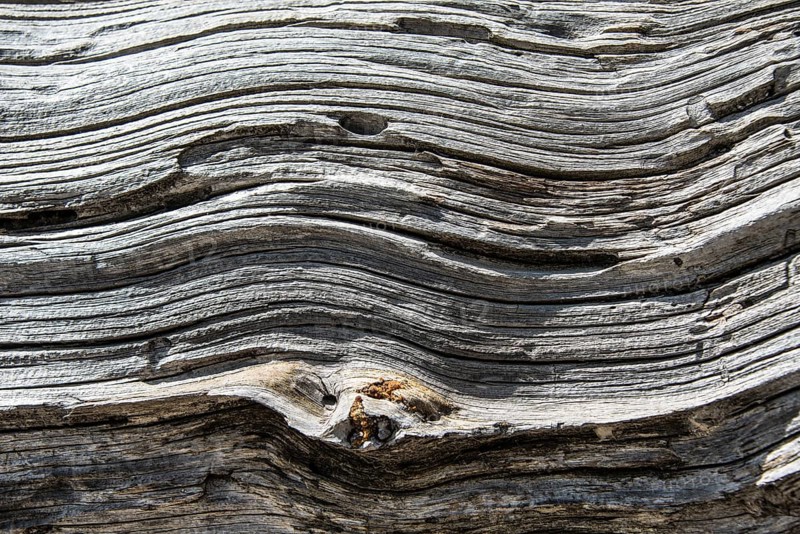 Wood structure of a dead tree