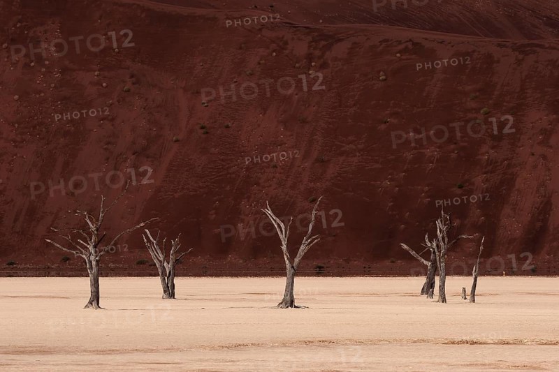 Dead camel thorn trees (Vachellia erioloba)