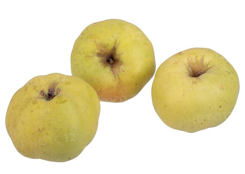 Apple variety White Winter Calville