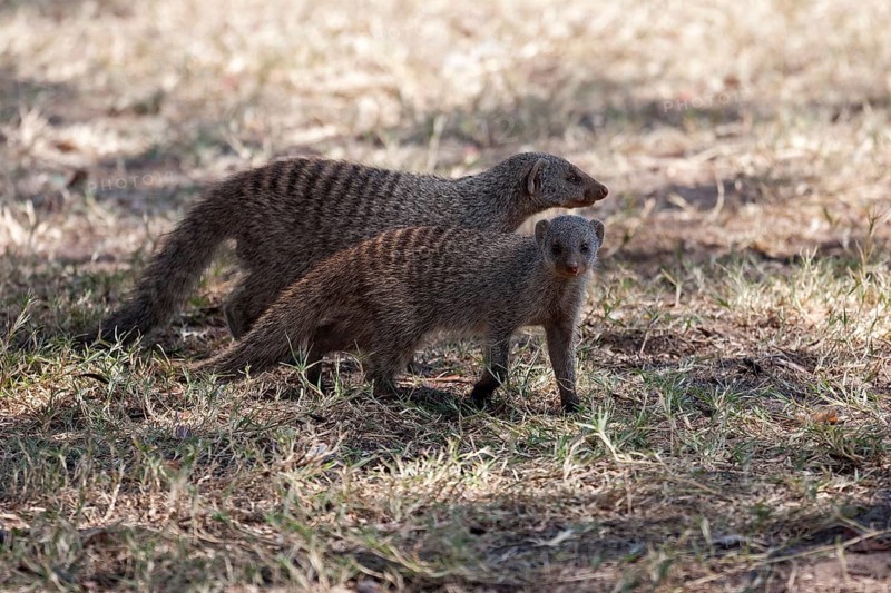 Banded mongoose (Mungos mungo)