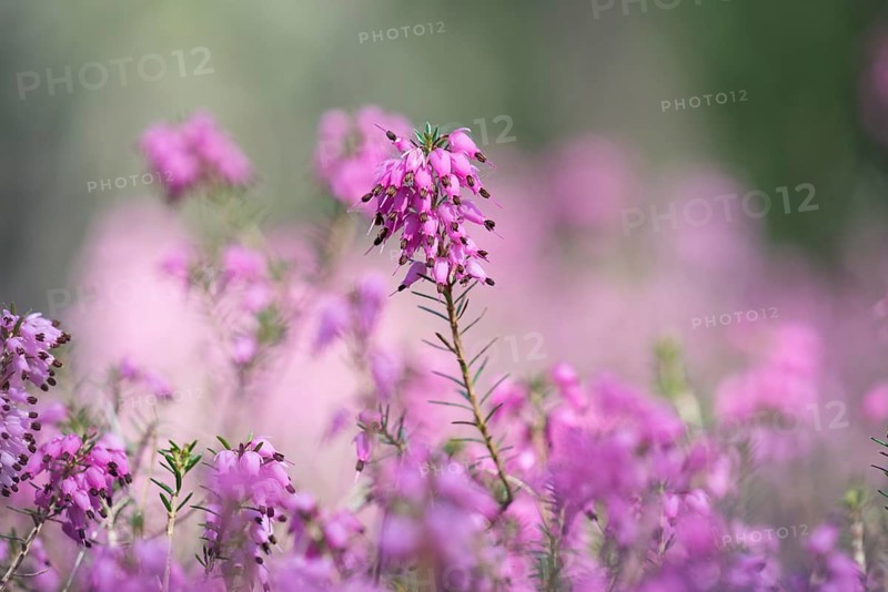 Blooming spring heath (Erica carnea)