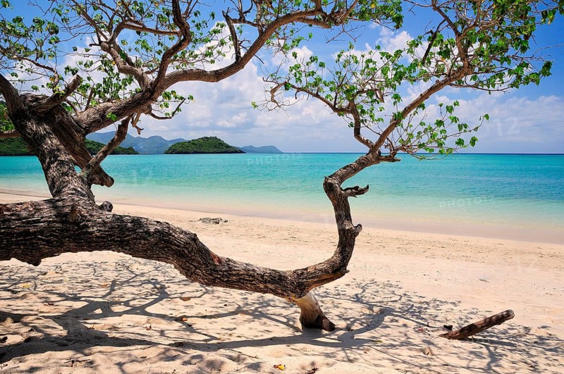Sandy beach with tree
