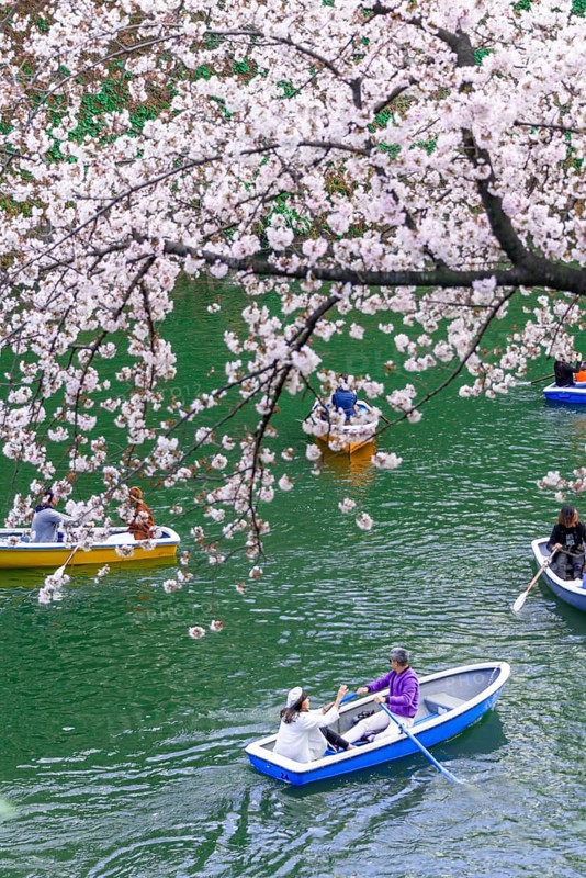 Japanese rowing in boats on the Imperial Palace canal to cherry blossom