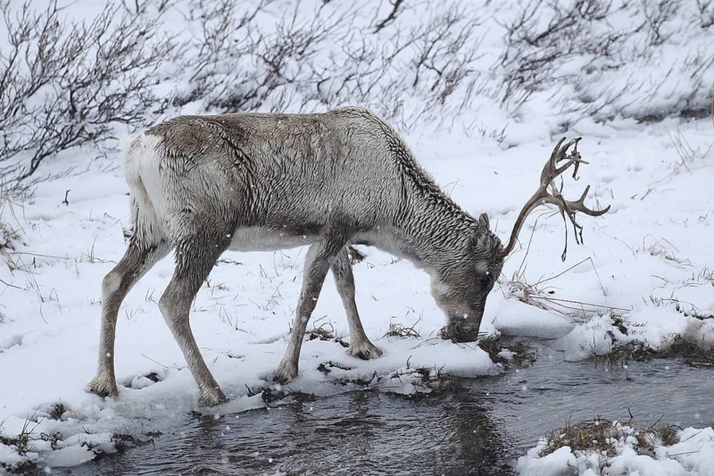Reindeer (Rangifer tarandus) foraging in snow