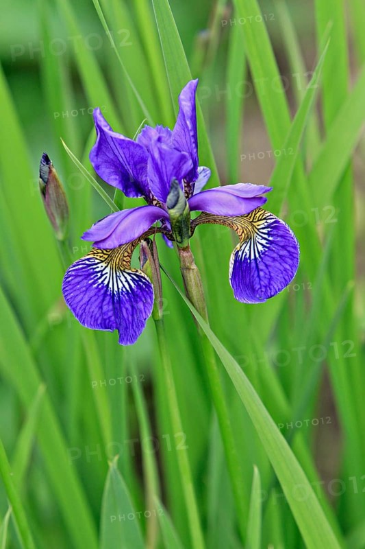 Iris (Iris)
