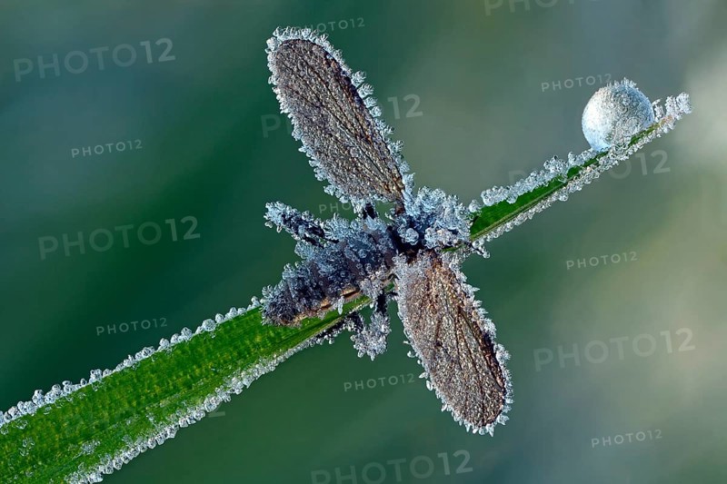 March Fly or St Mark's Fly (Bibio)