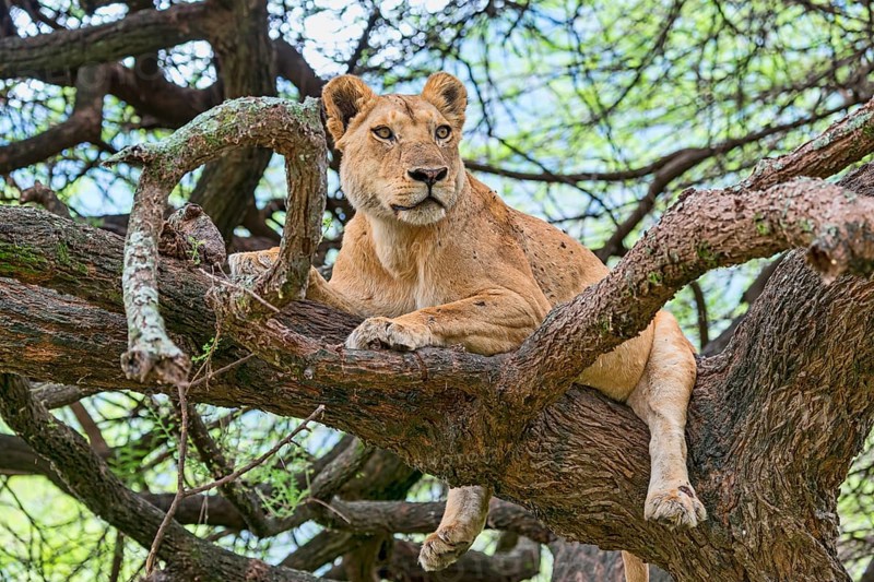 Lion (Panthers leo)