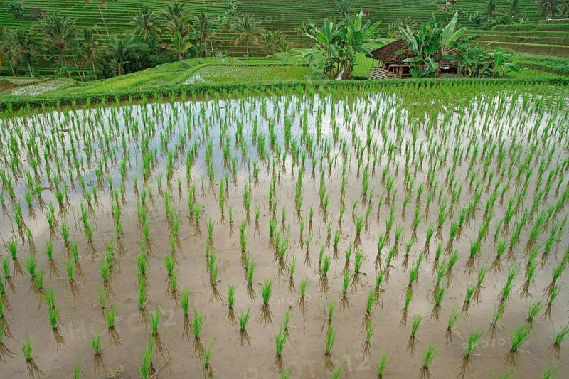 Rice terraces