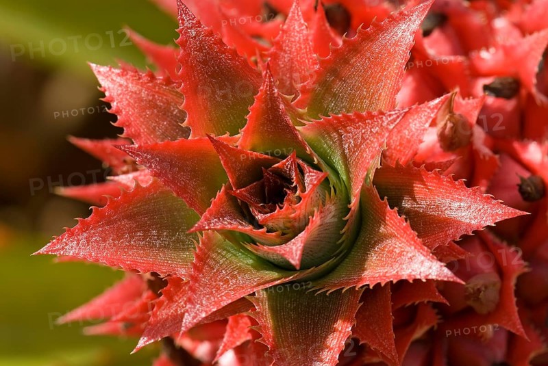 Pineapple flower (Ananas comosus)