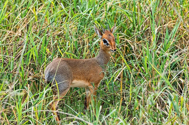 Kirk's Dik-dik (Madoqua kirkii)