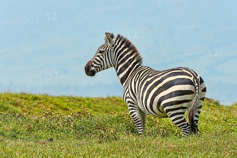 Zebra (Equus quagga)