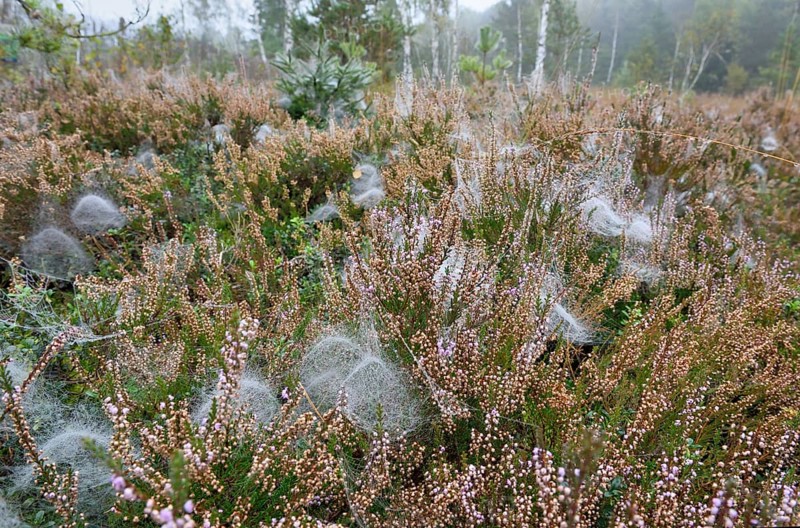 Dome-shaped webs a Sheet Weavers or Money Spiders (Linyphiidae) in between Heather plants (Calluna vulgaris)