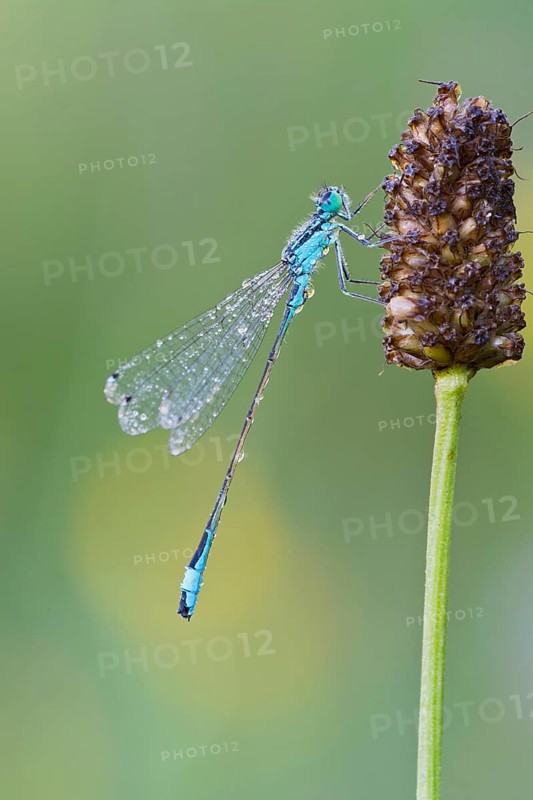 Blue-tailed Damselfly (Ischnura elegans)