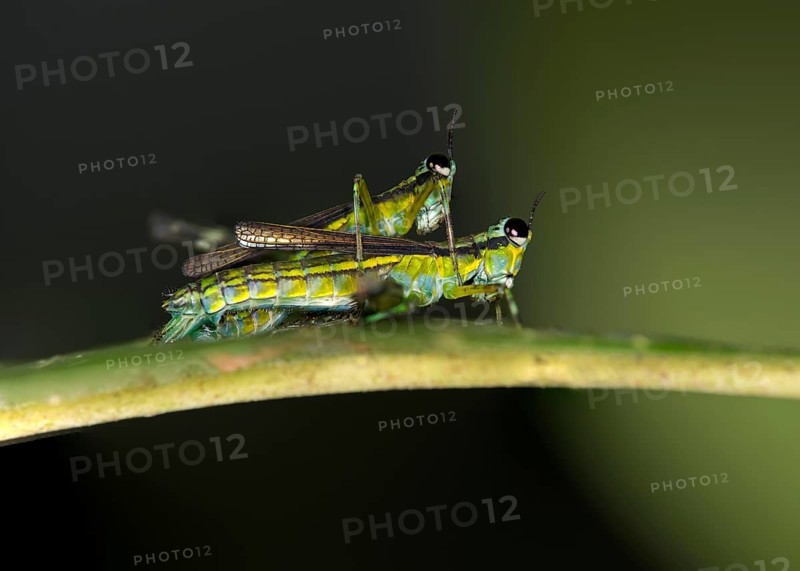 Grasshopper of the genus Eumastax mating