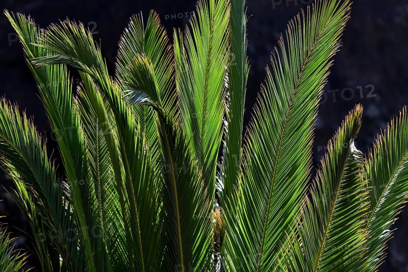 Canary Island Date Palm (Phoenix canariensis)
