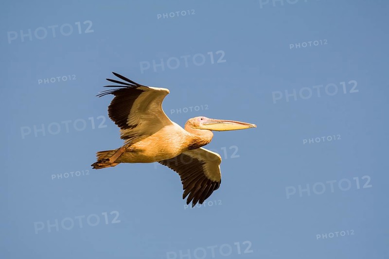 Great White Pelican (Pelecanus onocrotalus) in flight