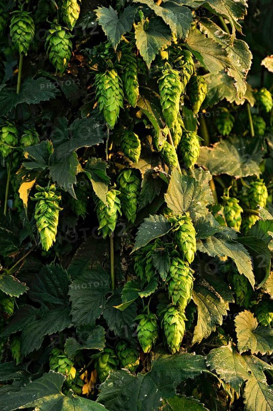 Hop plants (Humulus lupulus)