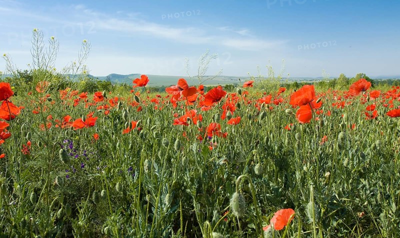 Meadow with many wild red poppies