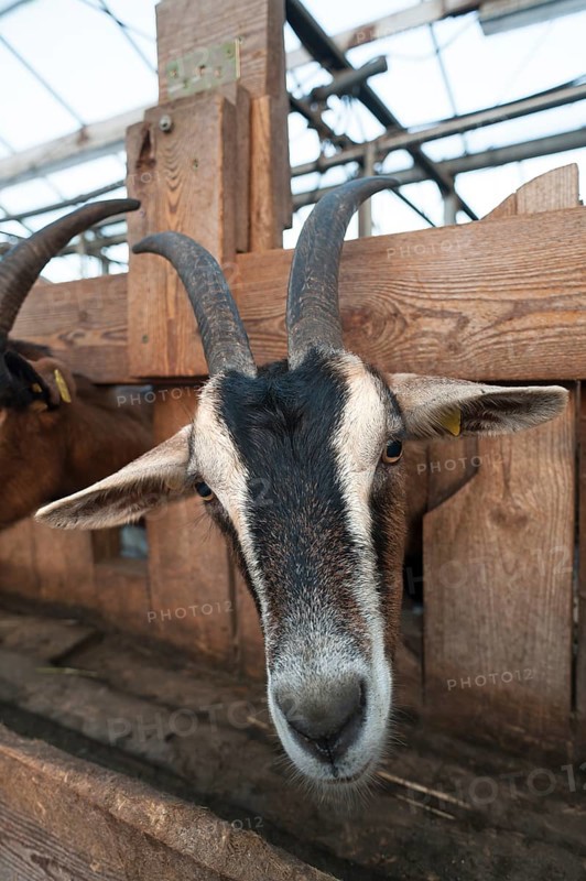 Goat in the milking parlour on an organic farm